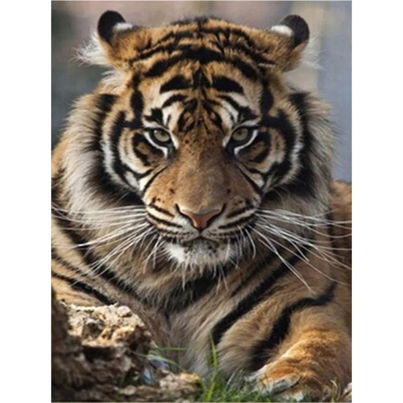 

Diamond Embroidery 5D DIY Diamond Painting Tiger Full Square/Round Drill Mosaic Painting Cross Stitch Decoration