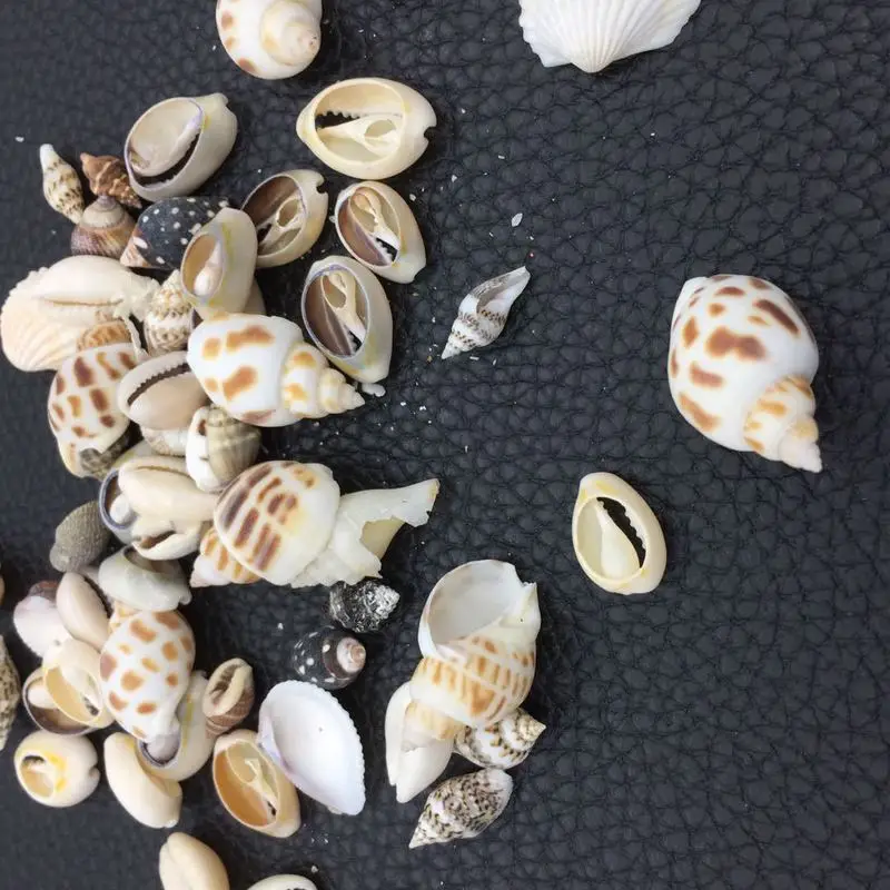 30 г/пакет морской ветер натуральная оболочка эпоксидная форма аксессуары