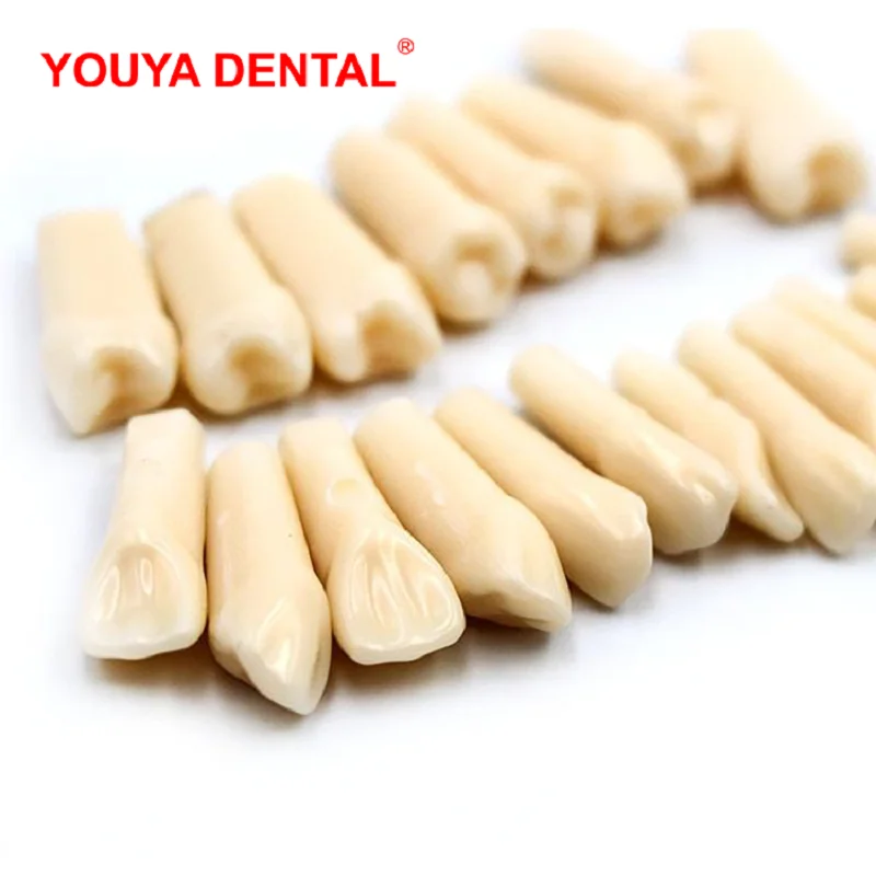 1 шт. Стоматологическая модель зубов для тренировки | Красота и здоровье