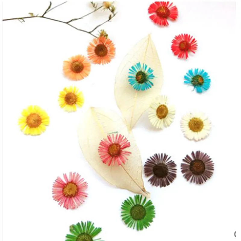 

10pcs/lot Elegant Chrysanthemum Dried Flowers Preserved Flower for Diy Pressed Flower Craft Card Bookmark