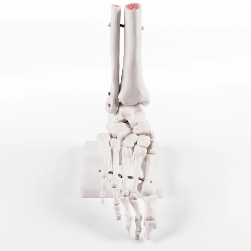 Медицинская анатомическая модель натуральный Размеры массажний коврик для ног