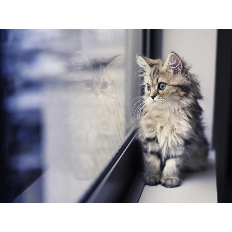 

5D DIY Diamond Painting Cat Crystal Rhinestones Decor Embroidery Full Square Round Drill Mosaic Cross Stitch Home Handmade Gifts