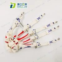 11 life sized human hand joint anatomical surgery model human skeleton palm for teaching medical skeleton model