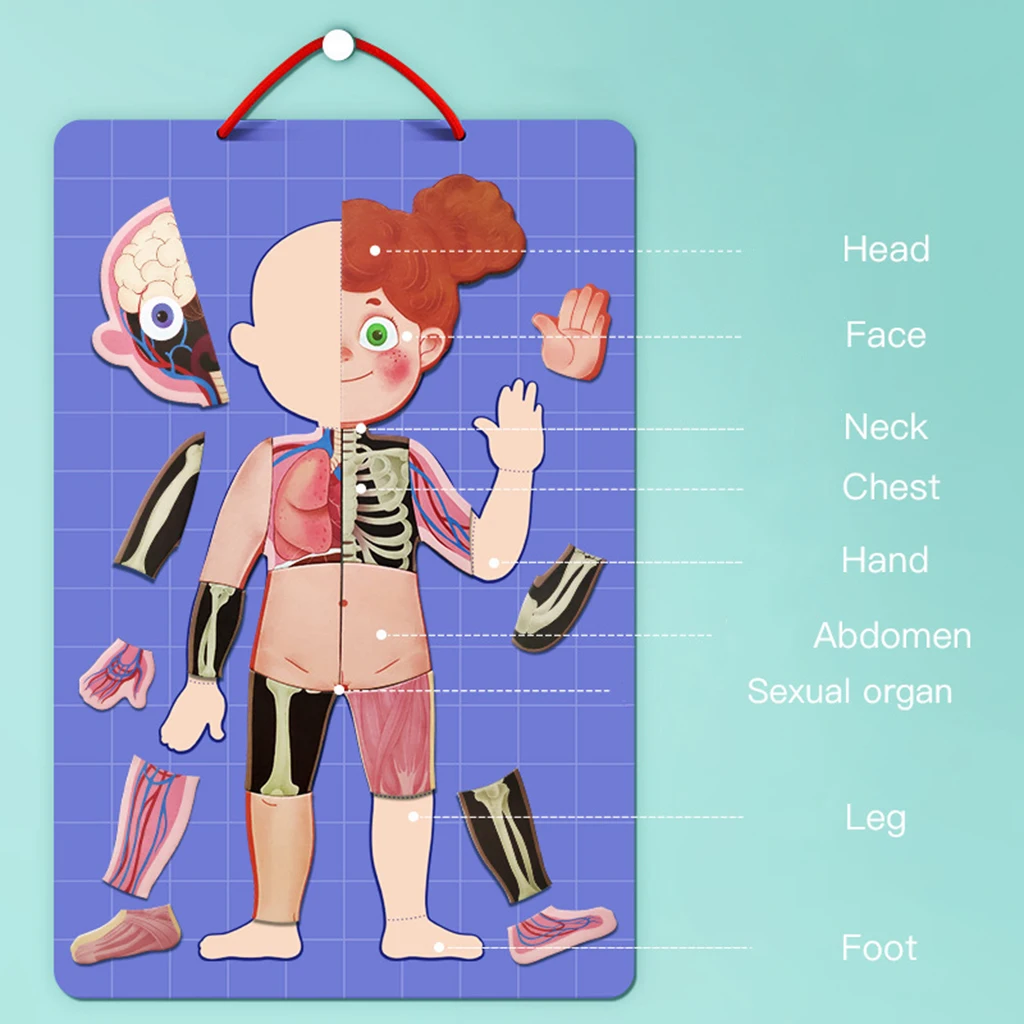 

Magnetic Human Body Puzzle Anatomy Play Set Educational Toy Body Puzzles
