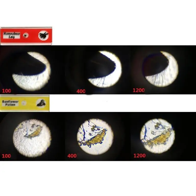 12 шт. Детские подготовленные пластмассовые слайды для микроскопа насекомые