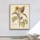 Винтажный цветочный постер с растениями, искусство, Подсолнух, розовая роза, ретро Подсолнух, Декоративная Настенная картина для гостиной, украшение китсне