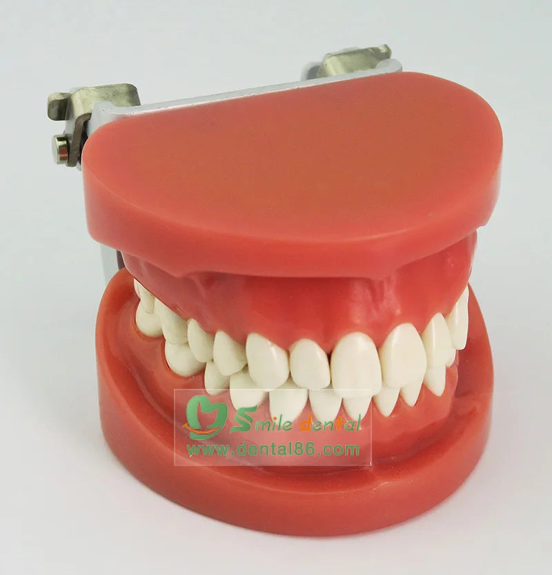 

Standard Teeth Teeth Model 28PCS Resin Teeth With FE Articulator