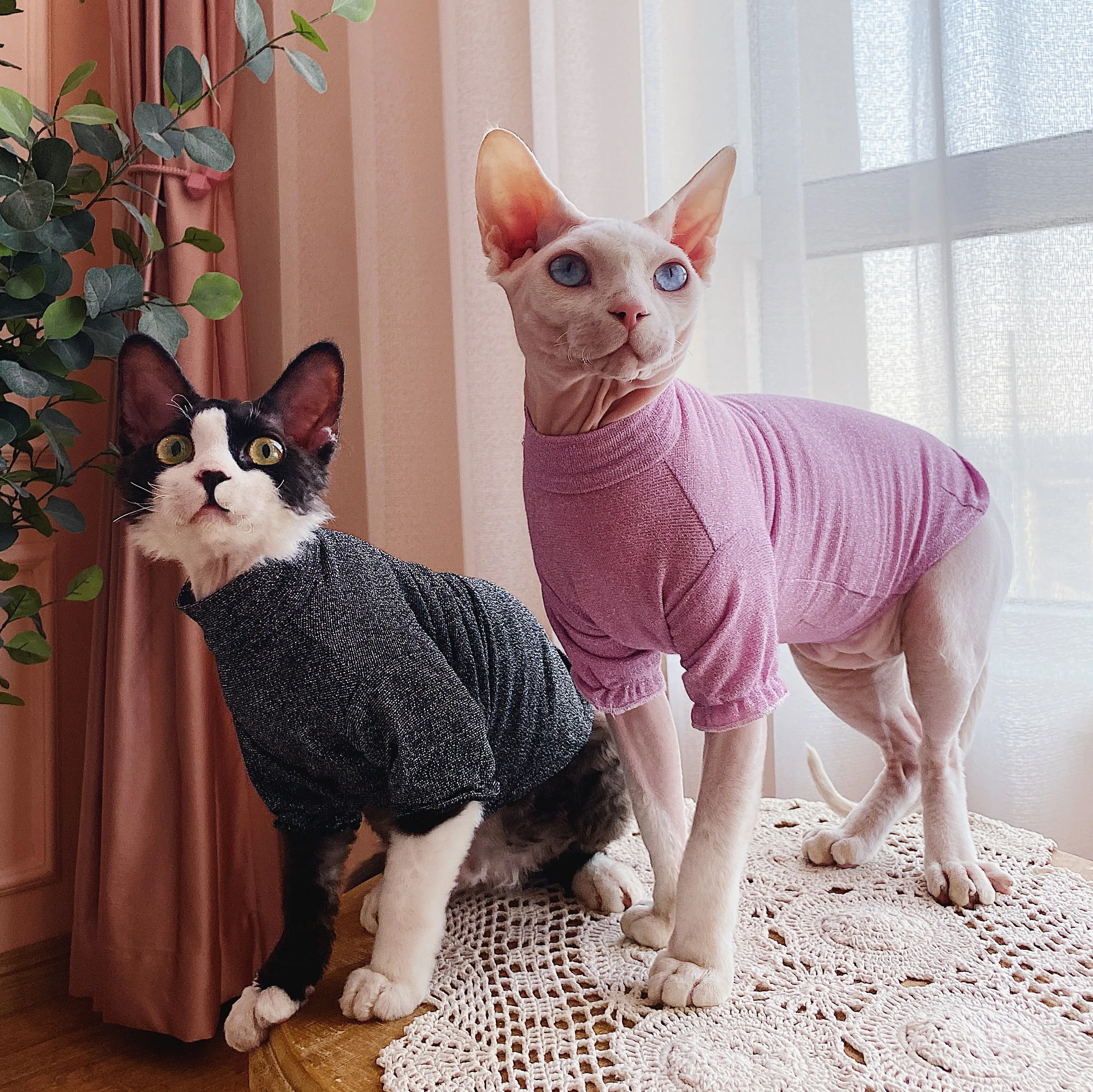 cat clothes sweater canadian sphinx Harga  AliExpress