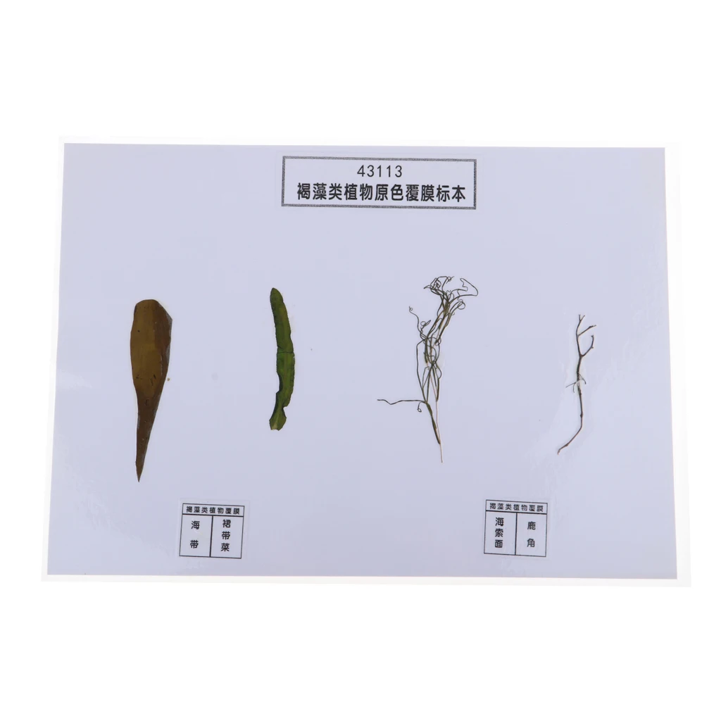 

4 Pieces Sea Plant Specimen Biology Model School Educational Aid Kids Toy