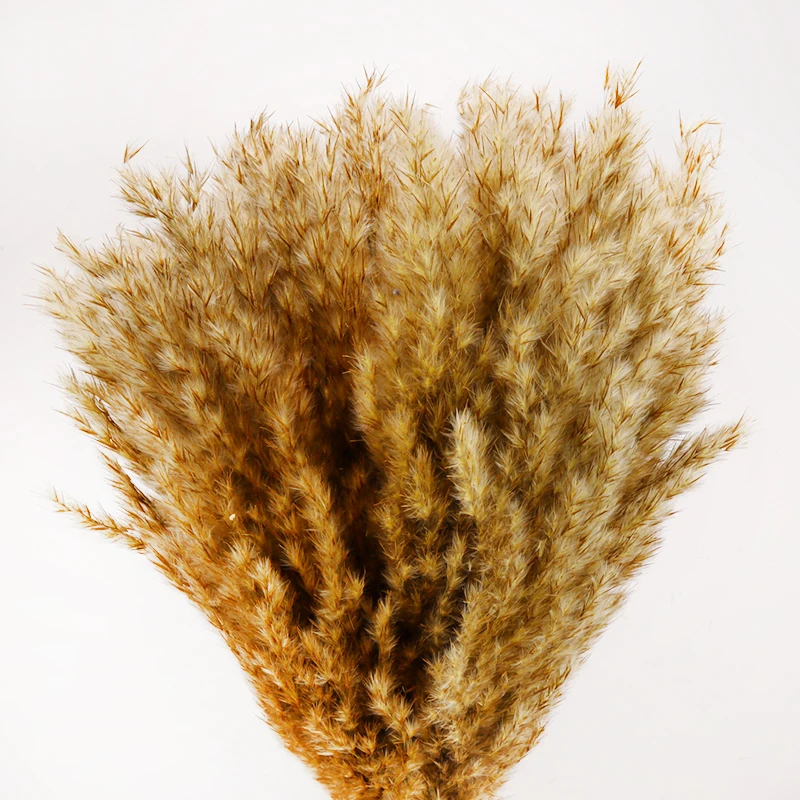 Натуральная сушеная трава пампасы фрагмиты связка свадебных цветов для
