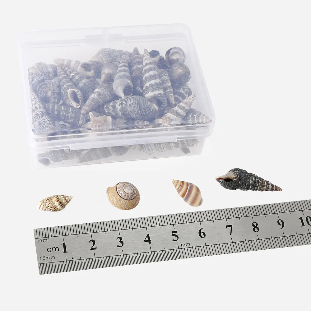 1 Box Pattern 4 Styles Nature Beach Fashion Sea Shells For DIY Caft Decor Jewelery Craft Accessories Holes Shell Decoration