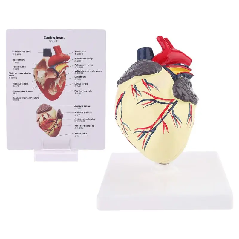 

Dog Heart Anatomy Model Canine Pet Animal Organ Study Teaching Aid Education