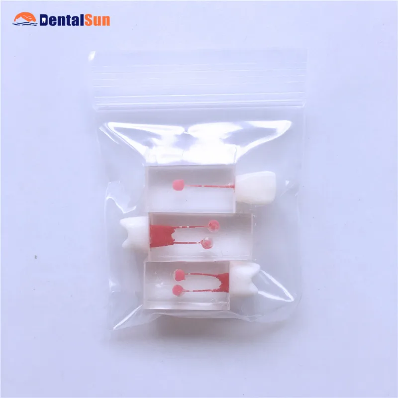 

Dental Tooth Model M8004 Endo training block