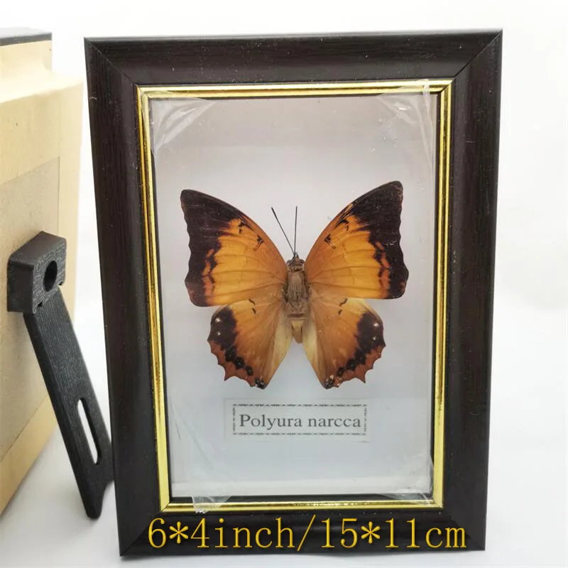 Spread Wings Butterfly Real Specimens Photo Frame Indoor Decoration Home Decorations Insect Sample Figurines Desk Decor | Дом и сад