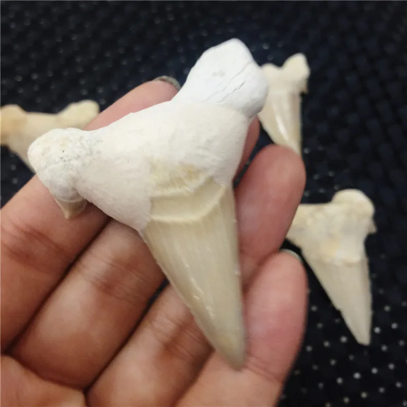 1 шт. натуральный ископаемого большой акулы подвеска зуб ископаемых образцы