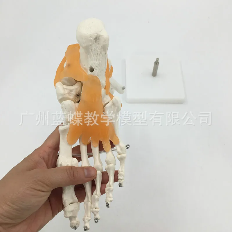 1:1 натуральный размер человеческие ноги суставы голеностопные модель костной