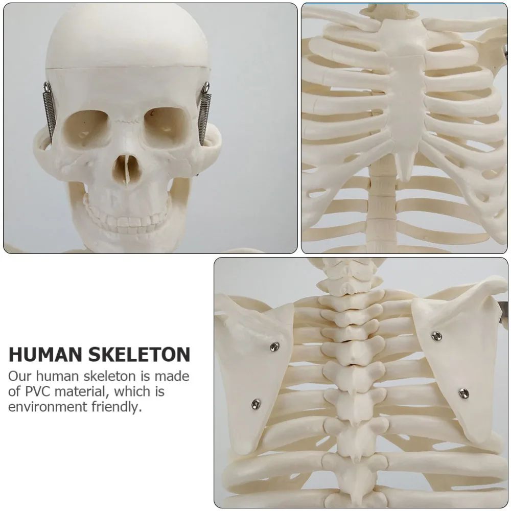 

1pc Human Skeleton Model Simulation Skeleton Model for Teaching Use