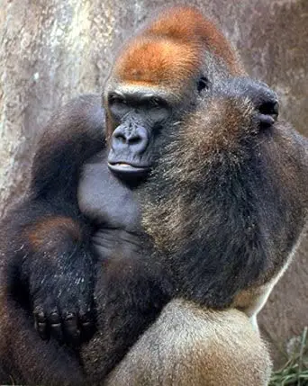 

Wild Animal Wall Decor Lowland Gorilla Monkey Kids Room Art Print Poster