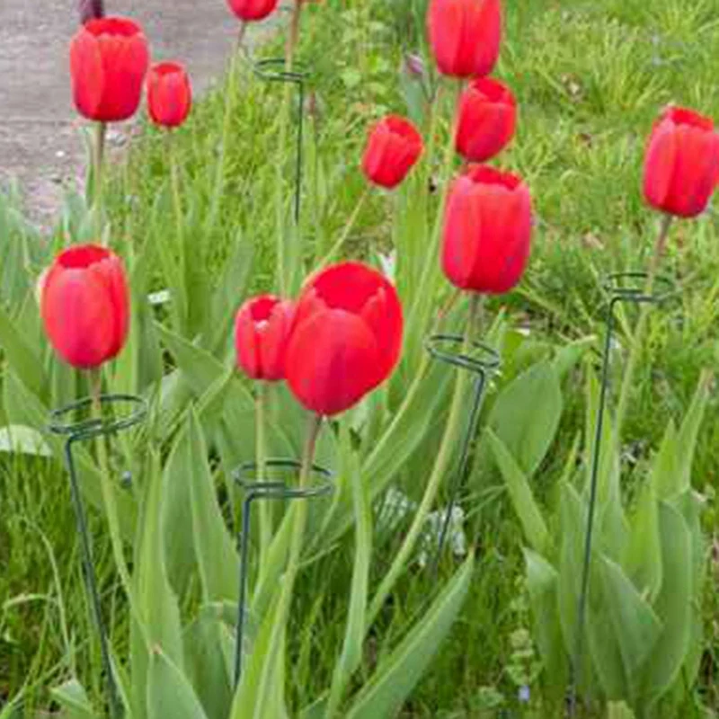 

Plant Stem Support 10 Plant Support Poles Plant Cage Support Ring with 10 Plant Clips for Plant Stem Support 45 cm