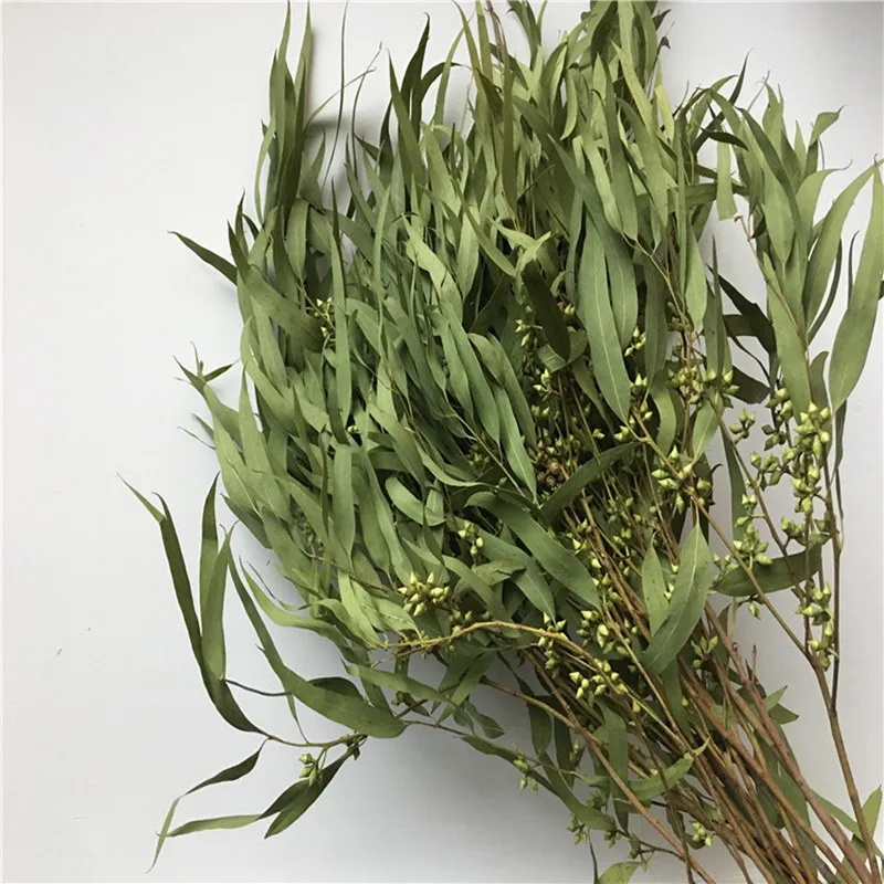 

Special Offer New 100g Millet FruitEucalyptus Leaves Dry Natural Fine PlantArrangement Living Wedding Decor Decoration Room Home