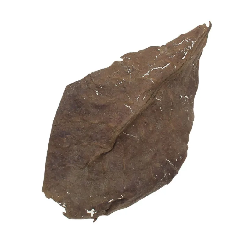 50 шт. сорт оливкового природного Terminalia Catappa Foetida листья остров миндаля листьев