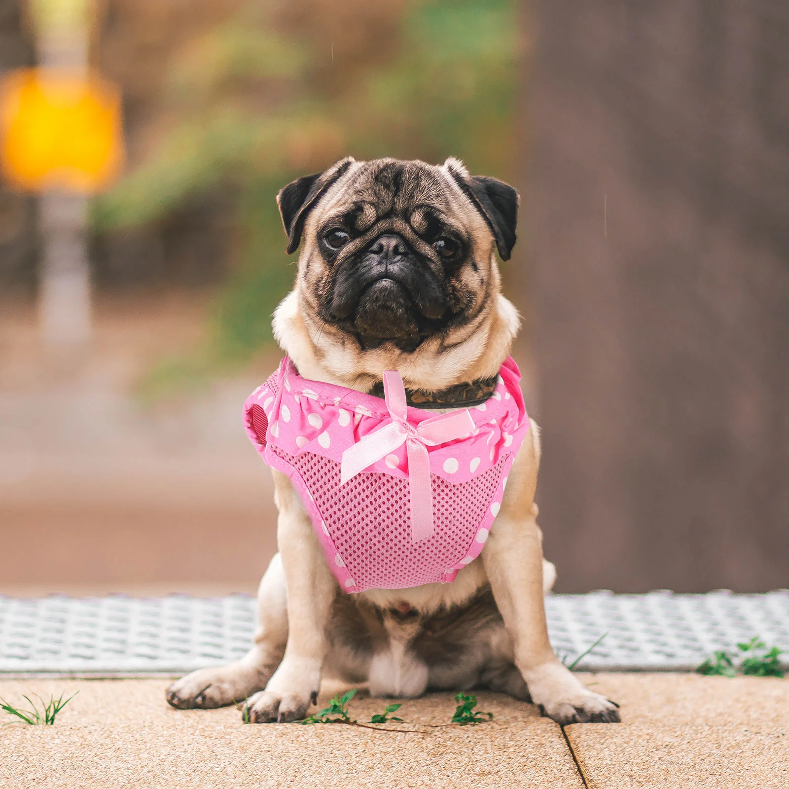 

1 комплект очаровательных украшений для кошек и собак