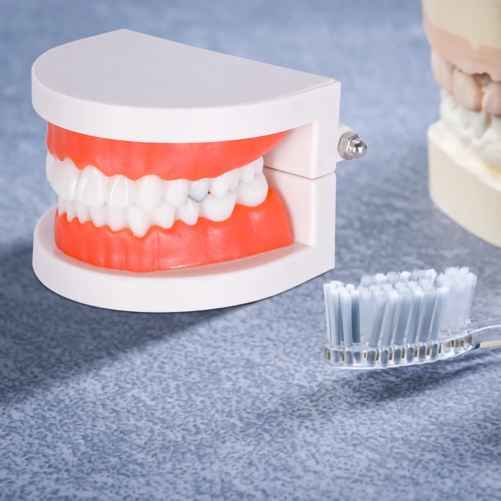

Модель зубов кариеса, модель зубов из ПВХ, обучающая модель, товары для обучения зубам, профессиональные стоматологические приборы