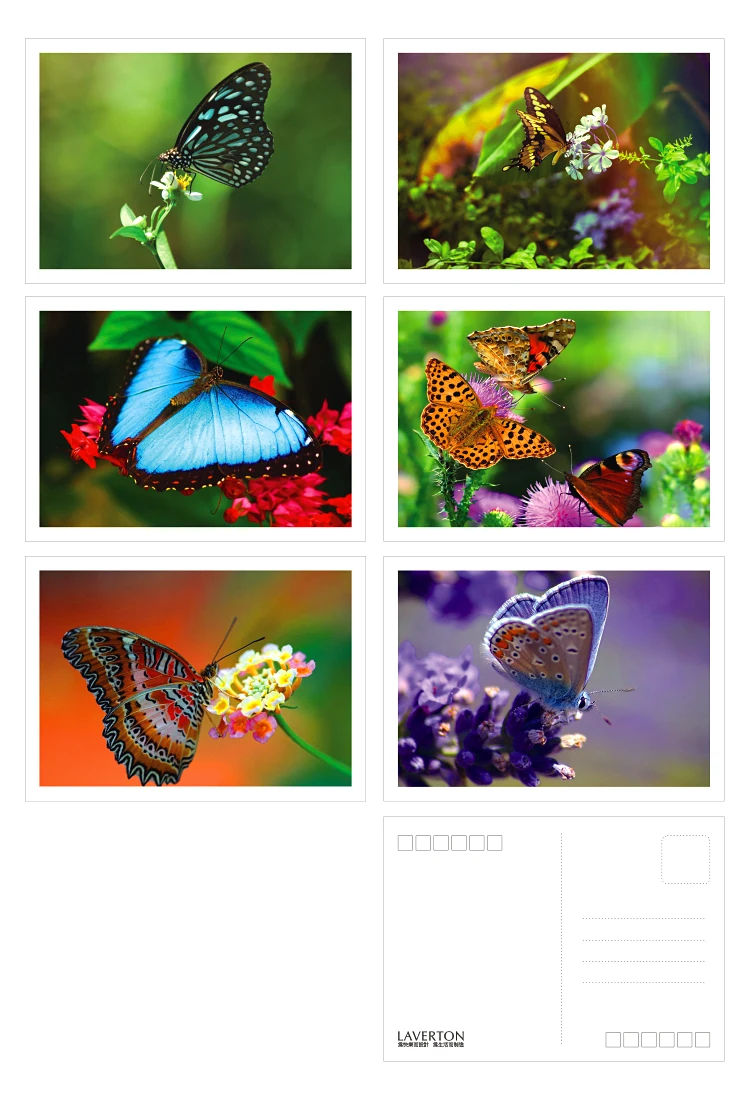 Животный мир животные открытки с изображением бабочек/коллекция карт