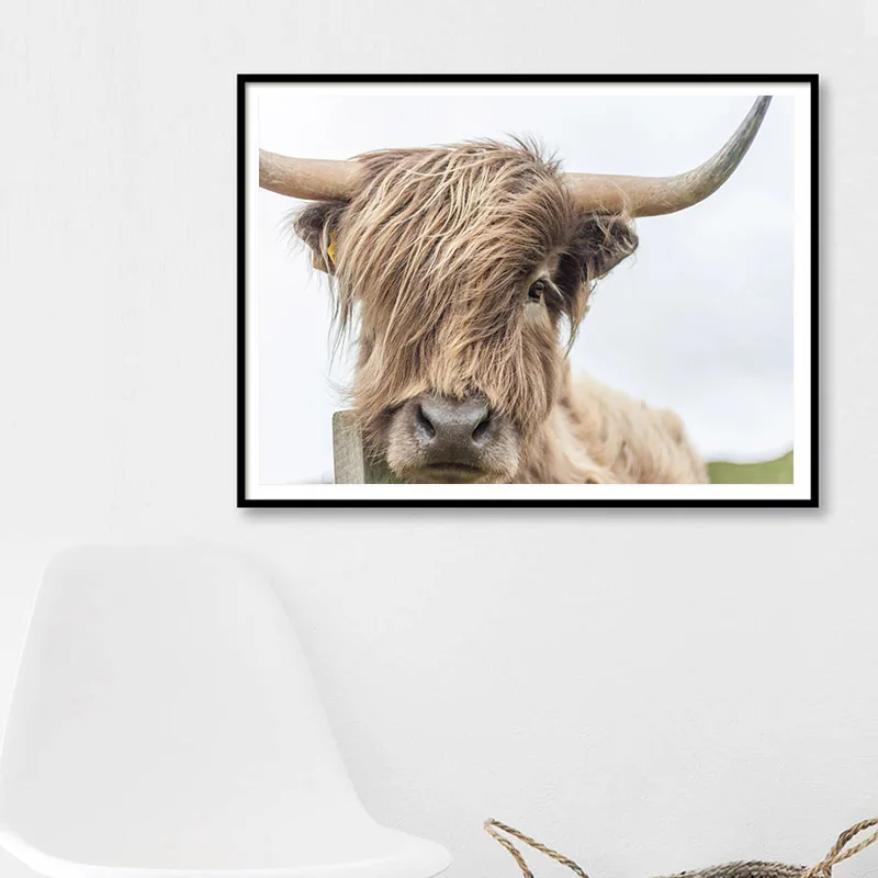 Highland корова Wall Art Холст Картины постеры с животными и принты Nordic украшение стены