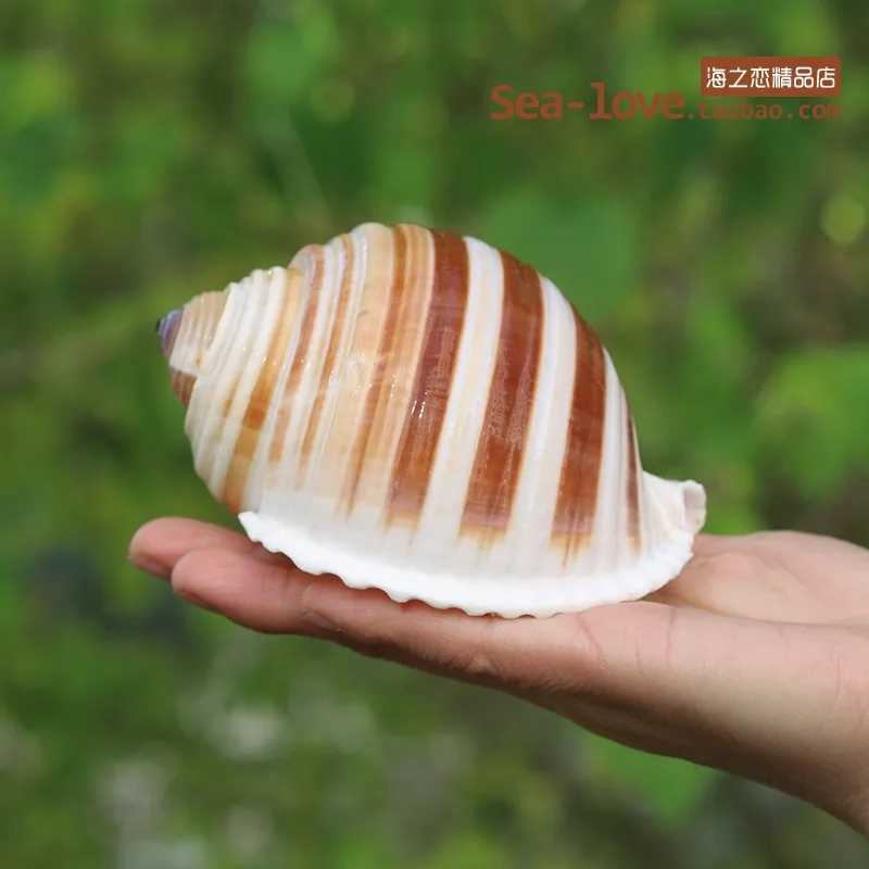 Новая морская улитка, натуральная раковина, большая раковина, аквариум, украшение для аквариума, ролл, моллюски, разведение, средиземноморская ракушка, горшок, мебель