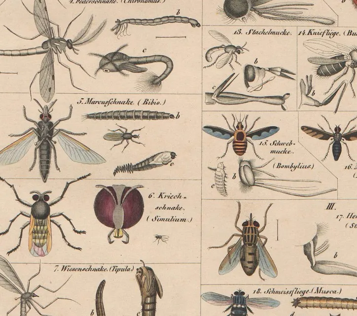 Винтажный постер Buttferfly пчелы насекомые птицы шлейф перья яйца настенная Картина