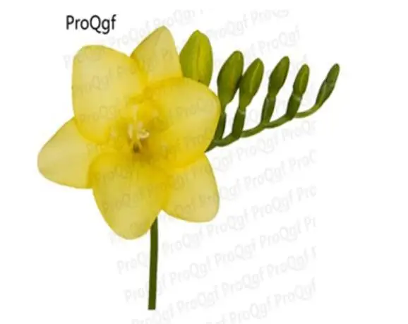 5 Ngryise 20 шт набор Freesia hybrida - Цвет: 5