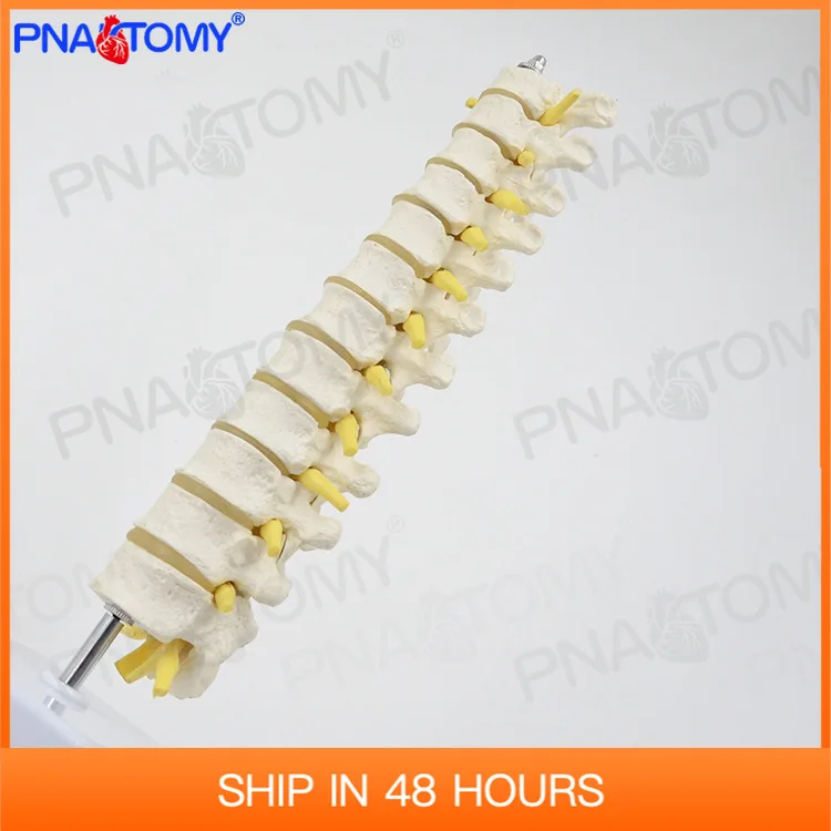 

1:1 Human Thoracic Spine Model, Spine, Lumbar Cervical Orthopedic Bone Model Skeleton Anatomy