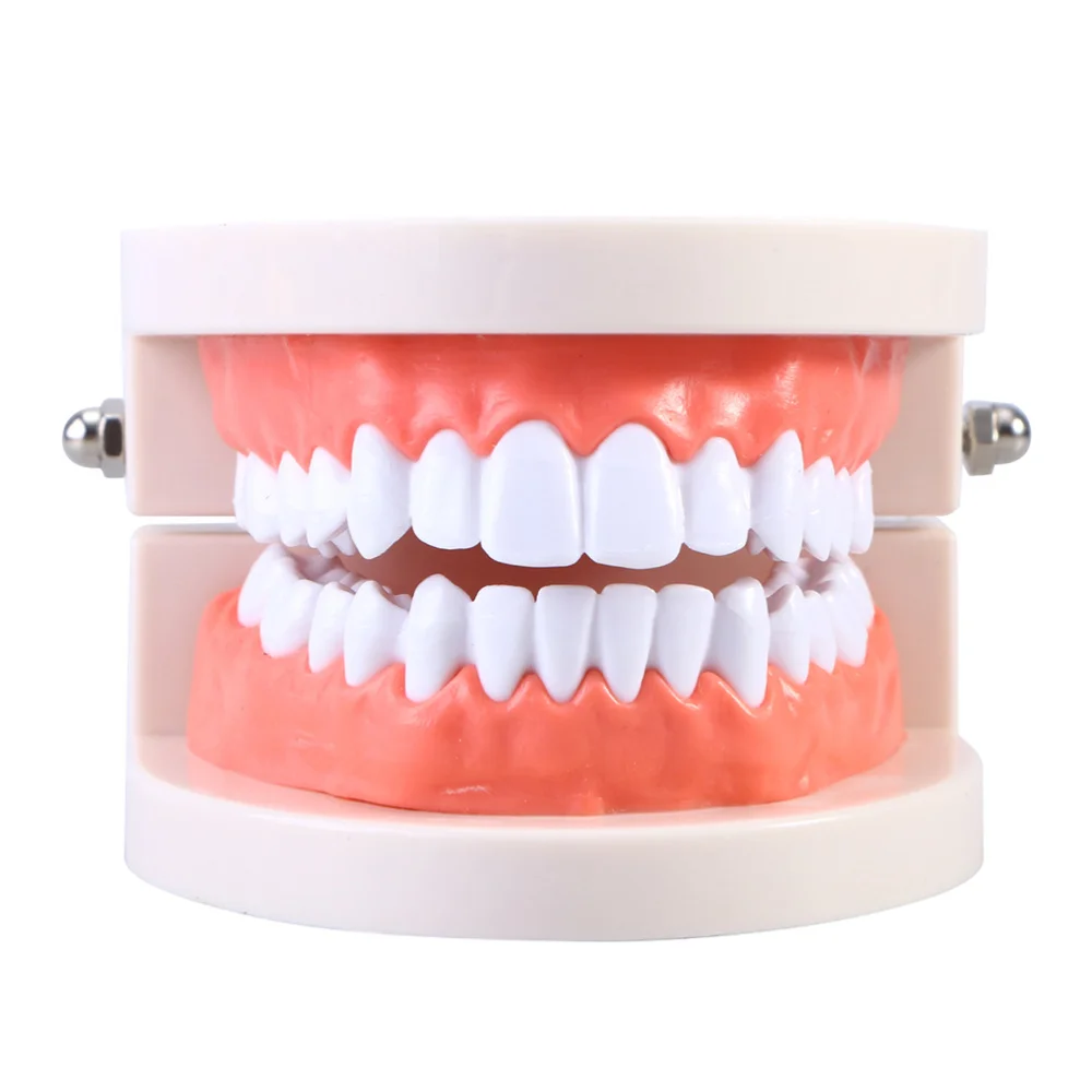 

2pcs Practical Teeth Model Standard Teaching Study Typodont Demonstration Tool