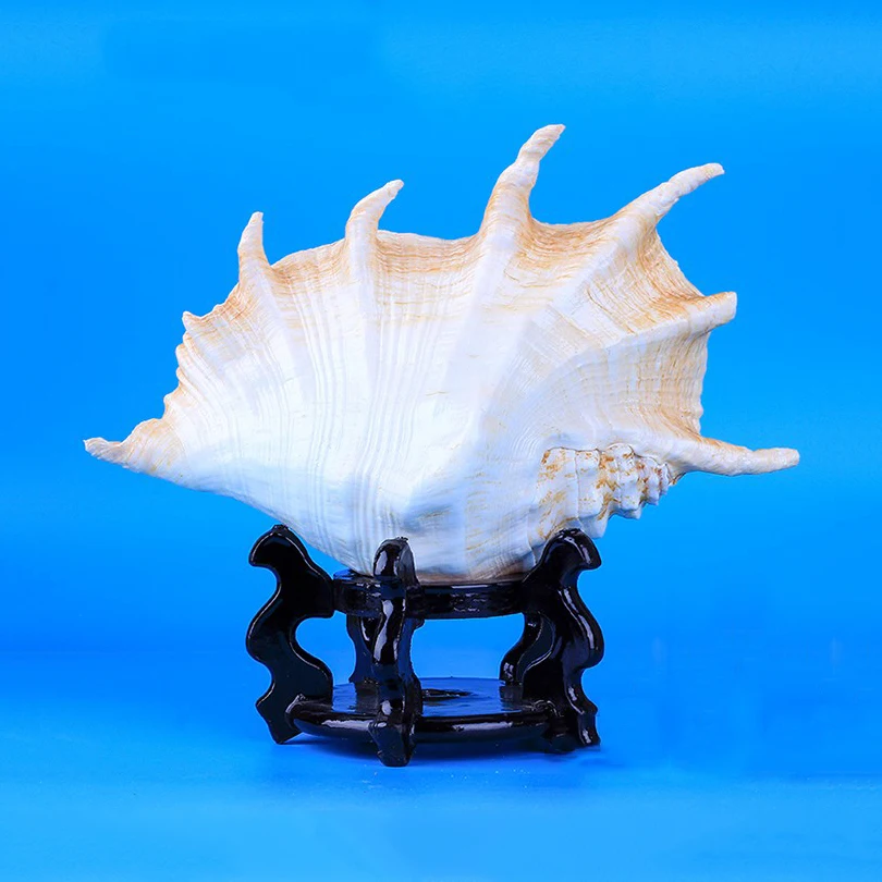 

Aqumotic Smooth Spider Conch Big Good Lambis Lambis Natural Shell Starfish Fish Tank Living Room Decoration