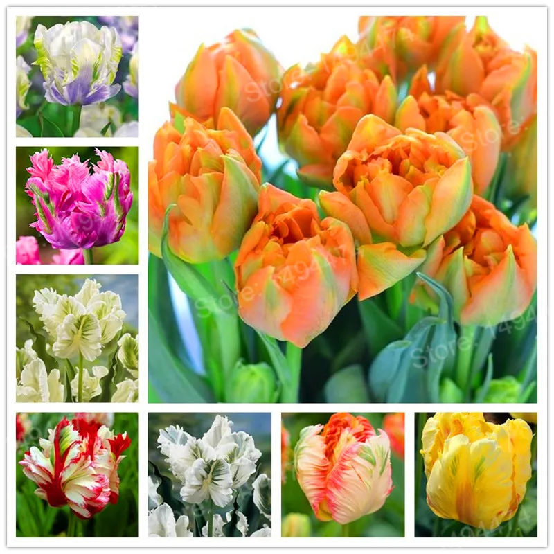100pcs Tulip flores White Blue Purple mixed color Flower plantas bonsai flower plante colorful plants for home garden
