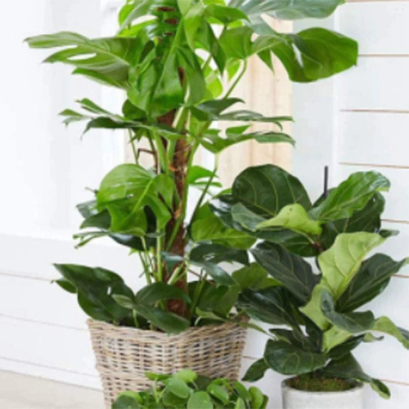 

12" Moss Poles - Cocoa Wire Poles - Support Indoor Plants Growing Upward - Use Plant Support Poles Alone Or Together
