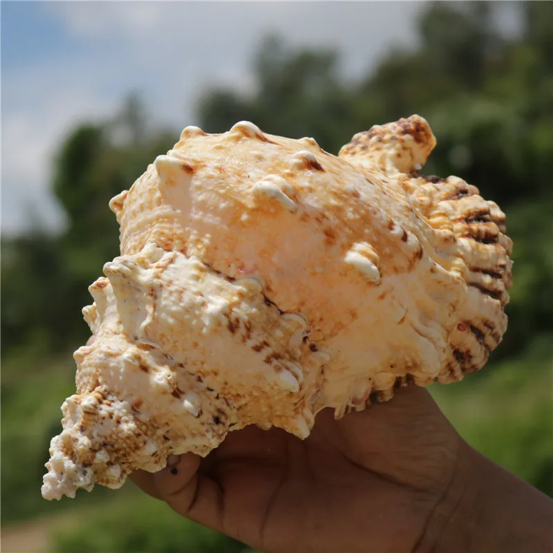 

Natural conch material Super large fish tank Landscaping Snail blowing corals statues Home wedding decoration dies