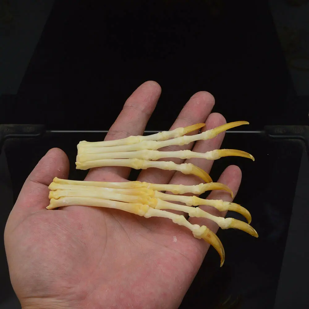 1:1 настоящий череп красная лиса Серебряная крест лисы ноги сочлененные кости