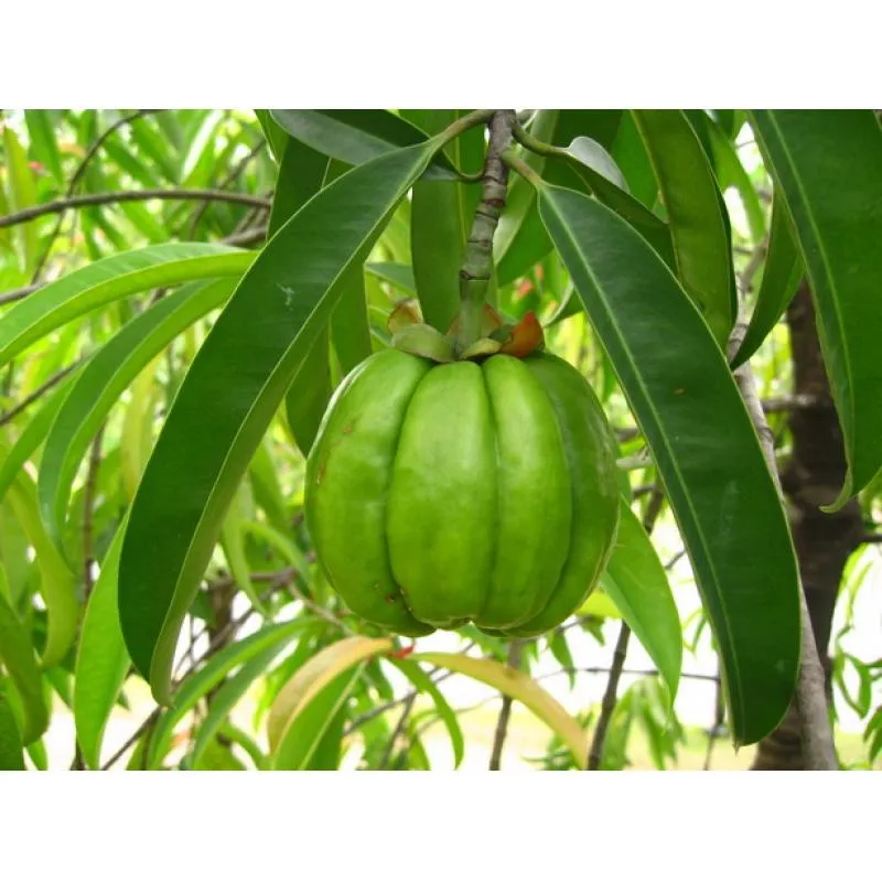 Натуральный экстракт гарцинии камбоджийской желтый фрукт из ротанга HCA карциния