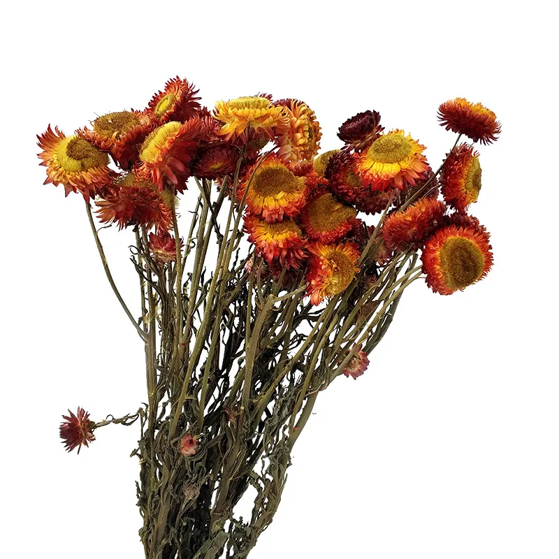 Daisy mai gan ju Dried Flowers Bouquet Ins Ornaments Valentine's Day Gift Ideas Real | Дом и сад