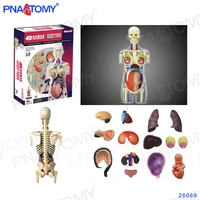 transparent human body model detachable diy toy educational equipment with manual 4d master pregnant female 41 pcs