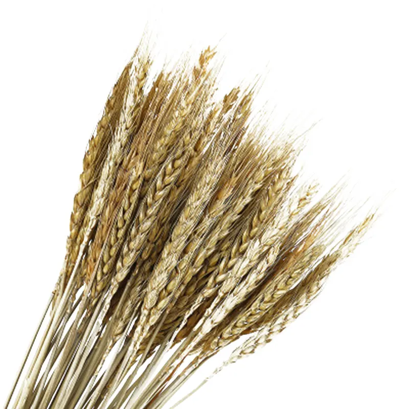 Растения Моделирование сушеные цветы Букеты украшение для дома Декор гостиной DIY