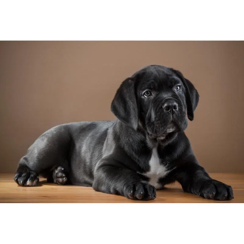 Изготовленный На Заказ трость Корсо собака постер из шелковой ткани Wall Art печати