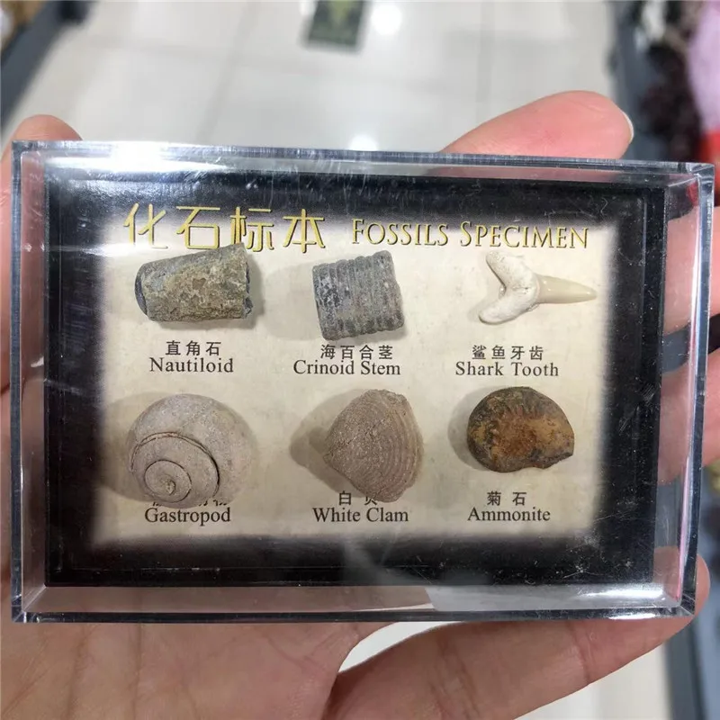 

Fossil Specimens Box Healing Stone Decoration Marine Science Teaching Materials Hot