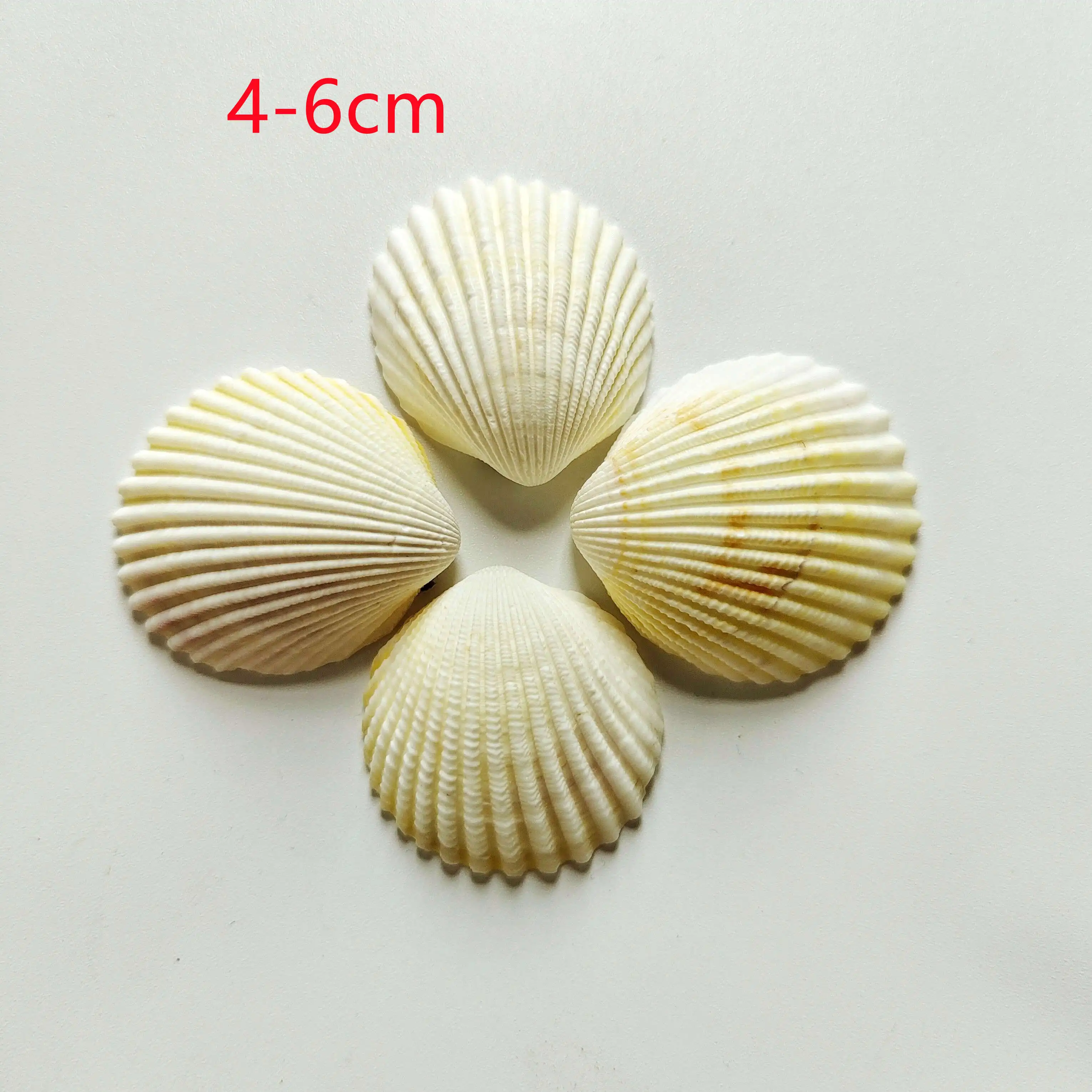 

Natural colorful shells, starfish and conch desktop ornaments DIY materials