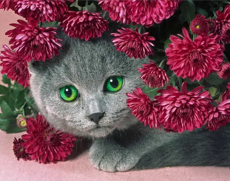 5D DIY алмазная живопись Полный Круглый AB животных Poppys цветок Кот мозаика пейзажные