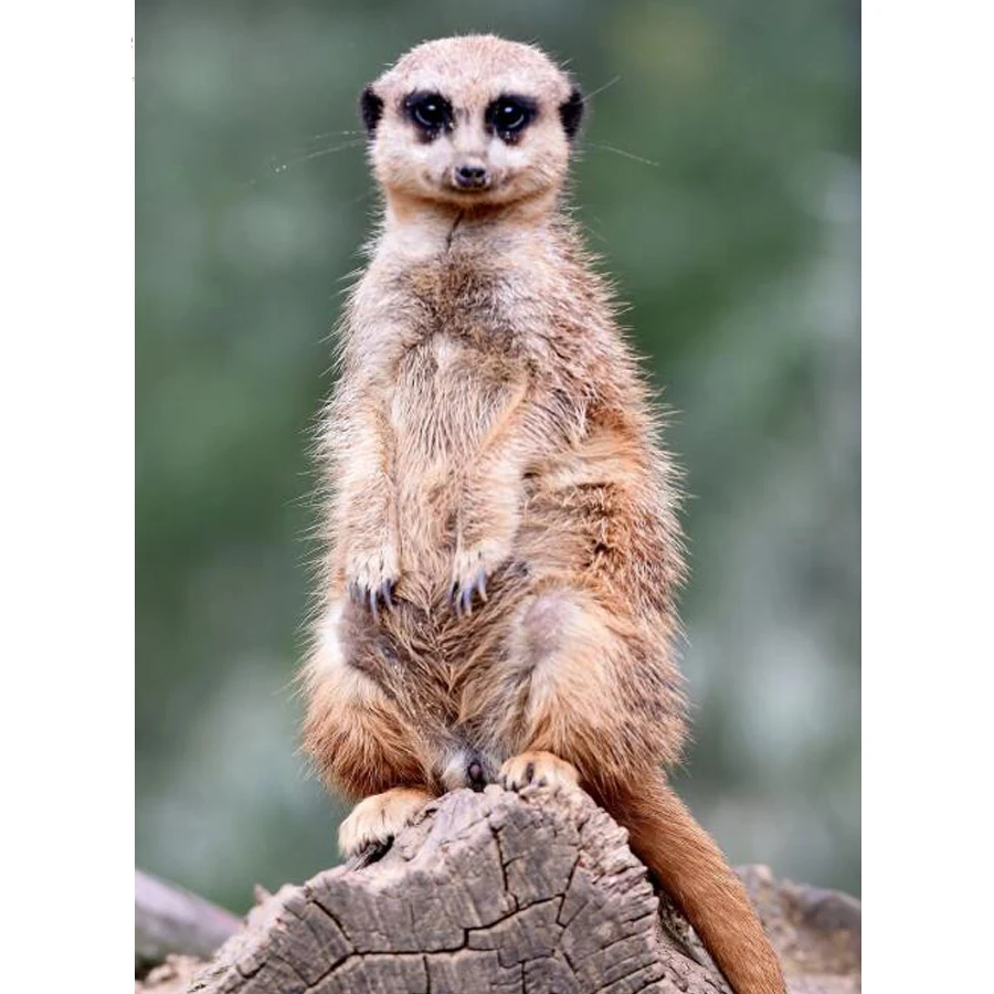 Алмазная 5D картина с полным заполнением сделай сам Милая Вышивка Мангуст новинка