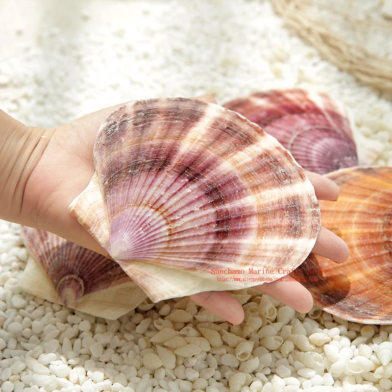 Натуральный ракушки раковины Средиземноморский океан пляж Аквариум Украшение
