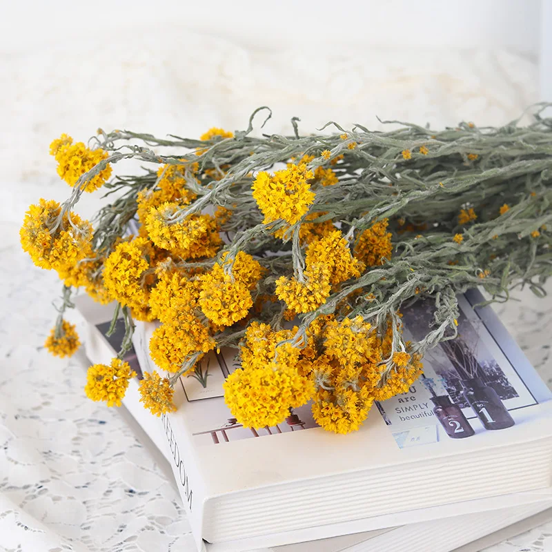 

Calliopsis Little Daisy Star Dried Flowers Helichrysum Nordic Style Wedding Party Home Decoration Immortal Plants Gifs Navidad